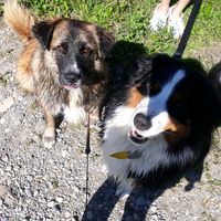 thatcrazyhundeduo