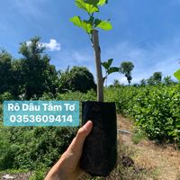 nhạc nền - RÔ Dâu Tằm Tơ