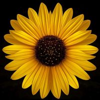 suara asli - B҉ e҉ g҉ a҉ l҉ e҉ A҉ t҉ y҉ 🦋