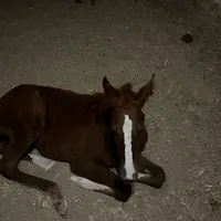 original sound - pcsj3