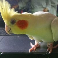 titobebedamamae