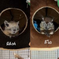 เสียงต้นฉบับ - .กอยะที่เลี้ยง~กระรอก~🦦🍀✨🌈