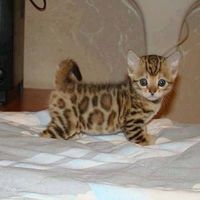 original sound - tristezamarilla