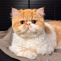 kingkongcats
