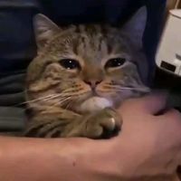 cryingcatv99