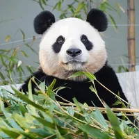 original sound - aibaoxinhdep