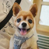 オリジナル楽曲 - りん🐶✨