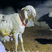 original sound - bourrsinee