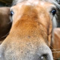 rox_cheval_
