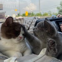 decodidi.the.meow
