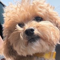 dogbori