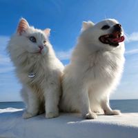 catvankedisi