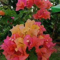 bunyi asal - user6363561167702