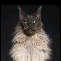 original sound - oh5168001