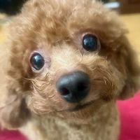 original sound - Ththaodoan