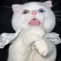 aoommy6