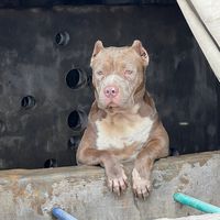 ryk_bullies
