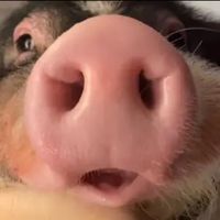 오리지널 사운드 - 시네 si-ne 🐽