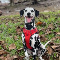 lucathedog101