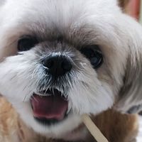 shihtzu_0601