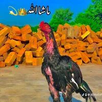 original sound - abdullah46yd