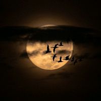 الصوت الأصلي