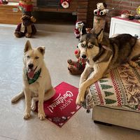 tinihuskysiberianoficial