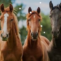 equestrian_audios69