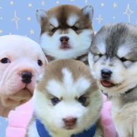 np.husky_house