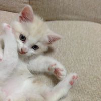 オリジナル楽曲 - yo