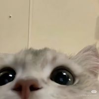 오리지널 사운드 - 서댕맛 도아🐰