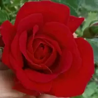 original sound - aslan_04.13