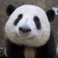 nhạc nền - Tròn Vo ( iu momoer ) 🐼