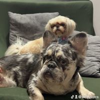 deisyshihtzu