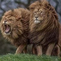 เสียงต้นฉบับ - Paoh paoh