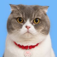 luca.meow