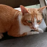 original sound - yasaputraaaaaa