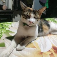 suara asli - saoddah busana