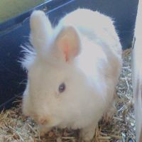 tiere_120
