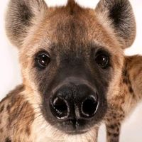 original sound - [TLG/TLK hyenas fan #1]