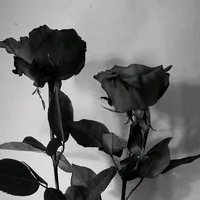 original sound - crx.zk