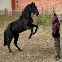 qaqas015official