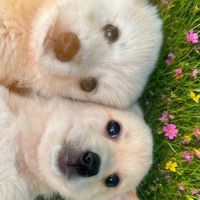 nhạc nền - ❤️❤️ phạm hoàng ❄️❄️