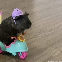 tung tung sahur but full voice