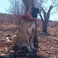 original sound - deli27127