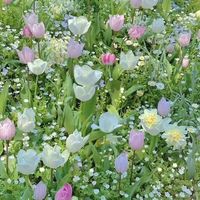nhạc nền - Hoa Hướng Dương 🌻