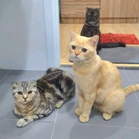 เสียงต้นฉบับ - พีพี แมวส้ม