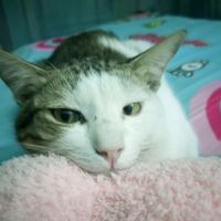 เสียงต้นฉบับ - ARMS❤️‍🔥❤️