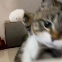 imxying