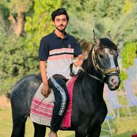 talhajutt1596